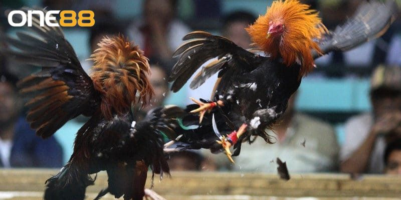 Giới thiệu khái quát sảnh đá gà ONE88