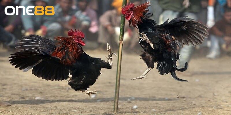 Điểm độc đáo làm nên thương hiệu đá gà ONE88